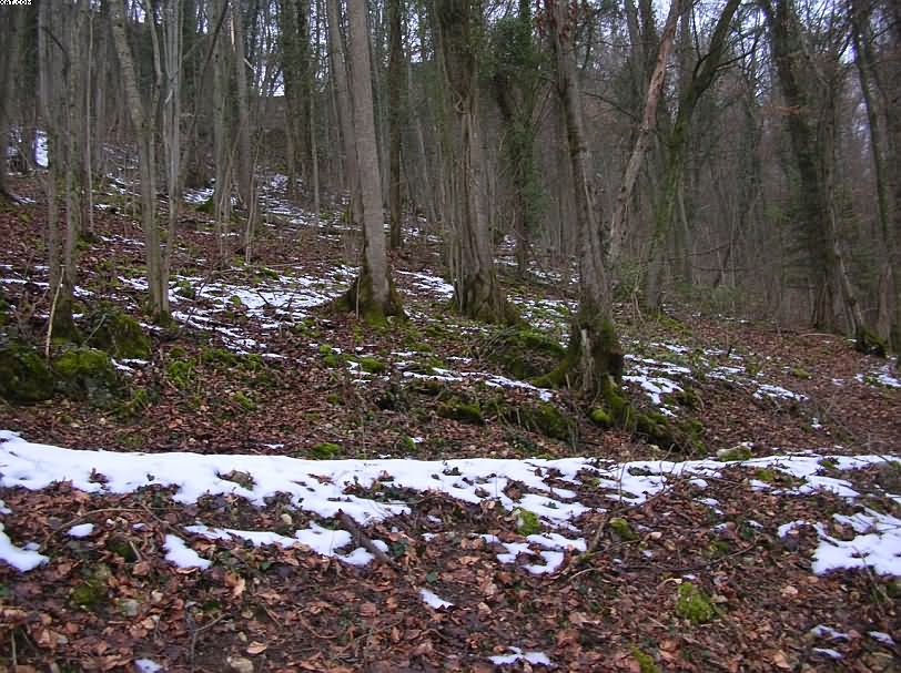 Sarcoscypha jurana       (Boud.)      Baral